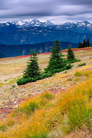 Obstruction Point, Olympic National Park