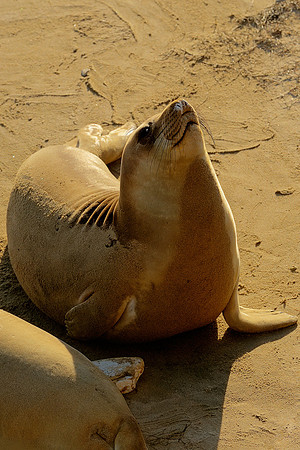Elephant Seal Pup