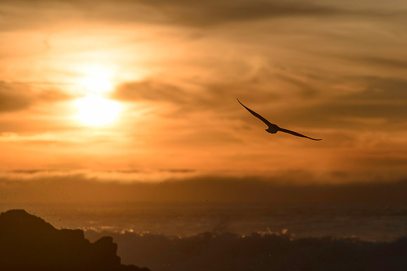 Seagull into the Sunset