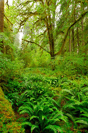 Hoh Rain Forest, Olympic National Park