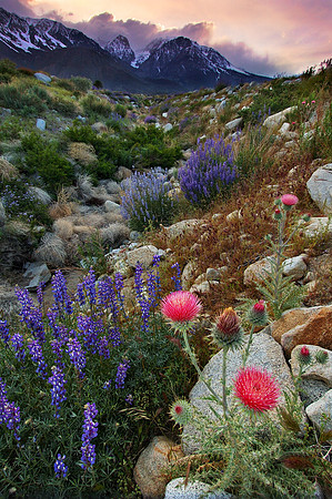 Spring, Eastern Sierra