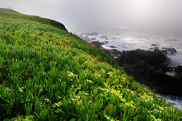 Ice Plant and Fog