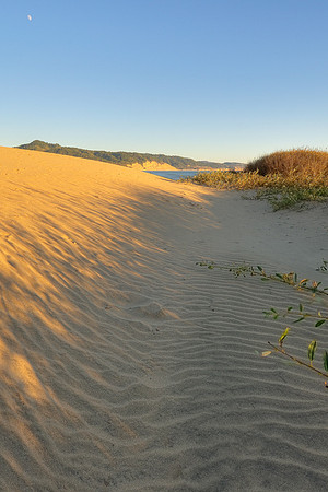 Año Nuevo Dunes