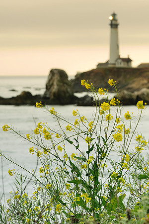 Pigeon Point Lighthouse