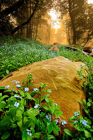 Forget-Me-Nots in the Mist