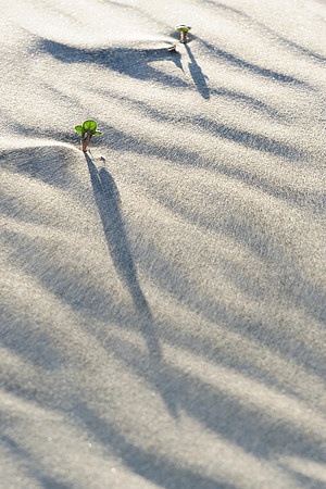 Blowing Sand