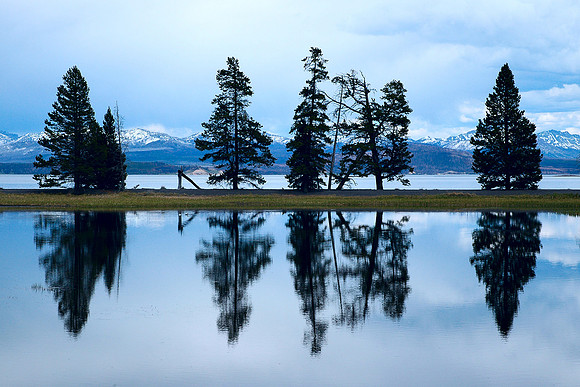 Yellowstone Reflected