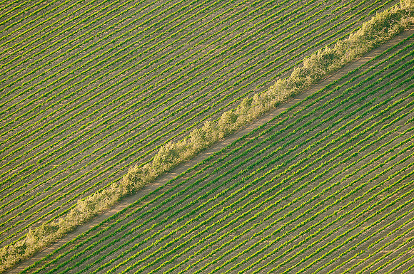 Grapes II