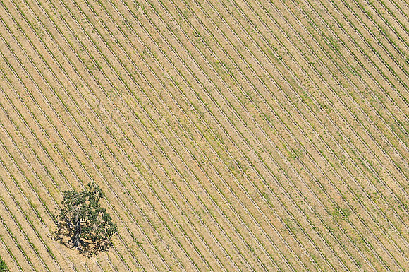 Field